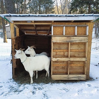 Sheds, shelters and pens for domesticated goats